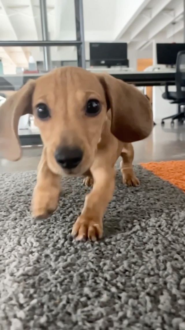 ShakeWell’s newest office pup, Franklin, wishes everyone a happy Friday! 🥹🐶 

#weinerdog #weinerdogsofinstagram #fridayvibes #fridaymood #dogcontent #officepet #officepets #atxpets #atxdogs