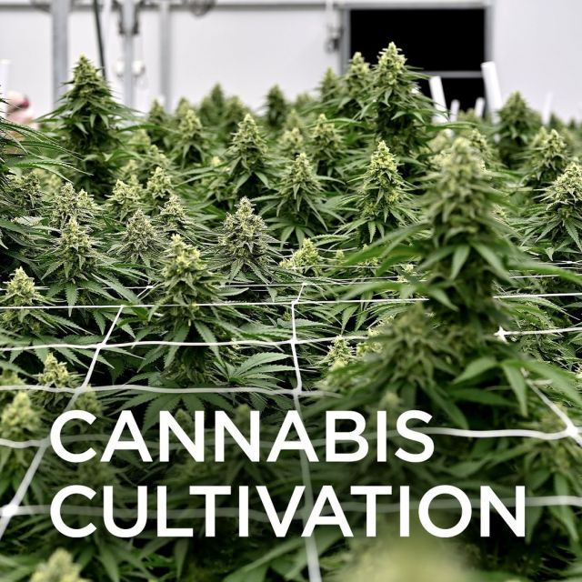 When it comes to SEO blog writing, it's important to understand the competitiveness of the keyword you're going after. For @fluence_led, anything related to cannabis is worth the competition. Check out our latest SEO blog for Fluence on Cannabis Cultivation and how to prepare a greenhouse environment for maximum harvest.